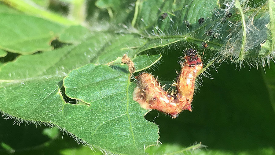 diseased and dead painted lady caterpillar
